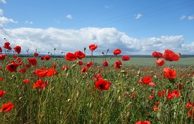 Mohn Ackerrandstreifen1 33.jpg