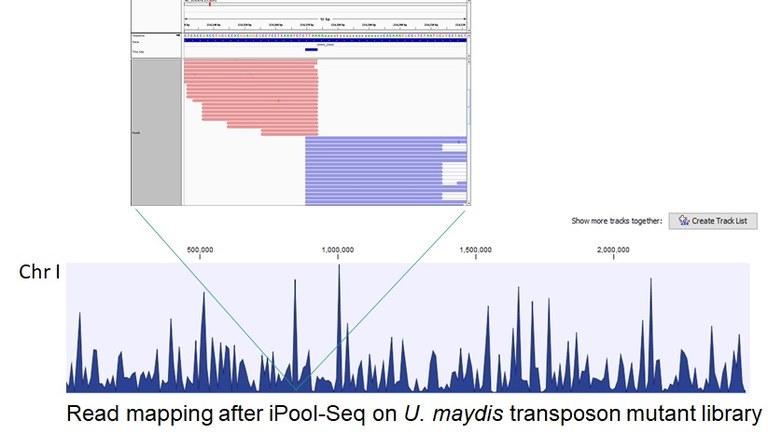 Transposon mutant ipool-seq_Bild7.jpg