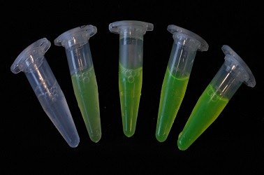 GFP-Eppis 3.jpg