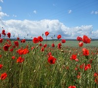 Mohn Ackerrandstreifen1 3.jpg