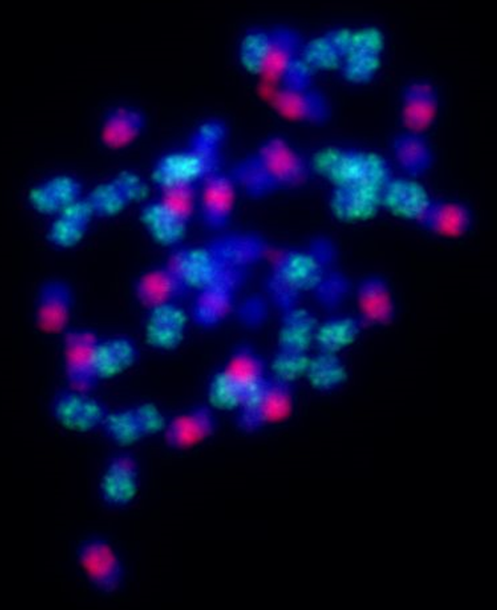 Trigenomic Brassica with labelled chromosomes PNG Version.png