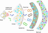 Root enrichment