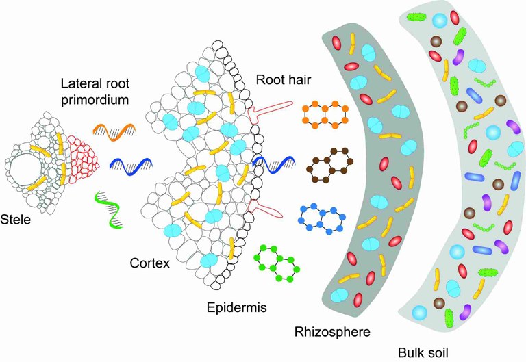 Root enrichment