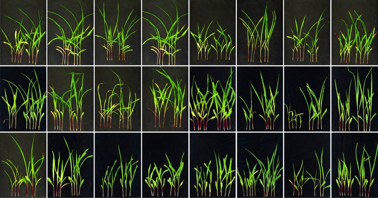 Nitrogen responses