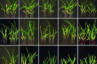 Nitrogen response