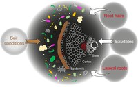 Rhizosphere biology model