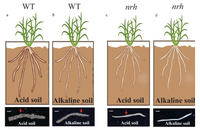 Microbiota is important for rhizosheath formation in acid or alkaline soil under moderate soil drying