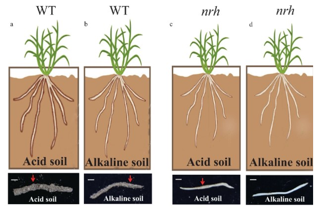 Microbiota is important for rhizosheath formation in acid or alkaline soil under moderate soil drying