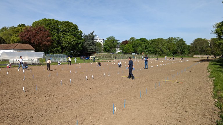 Maize sowing