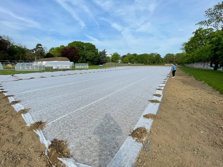 Maize field after planting