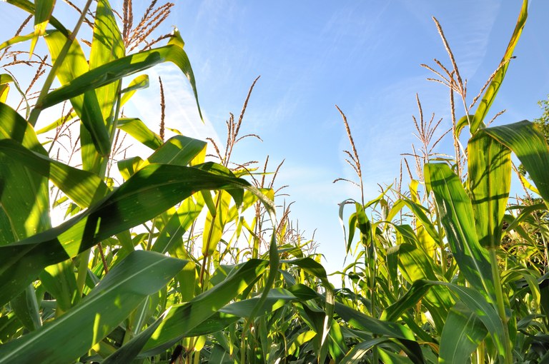 Cornfield