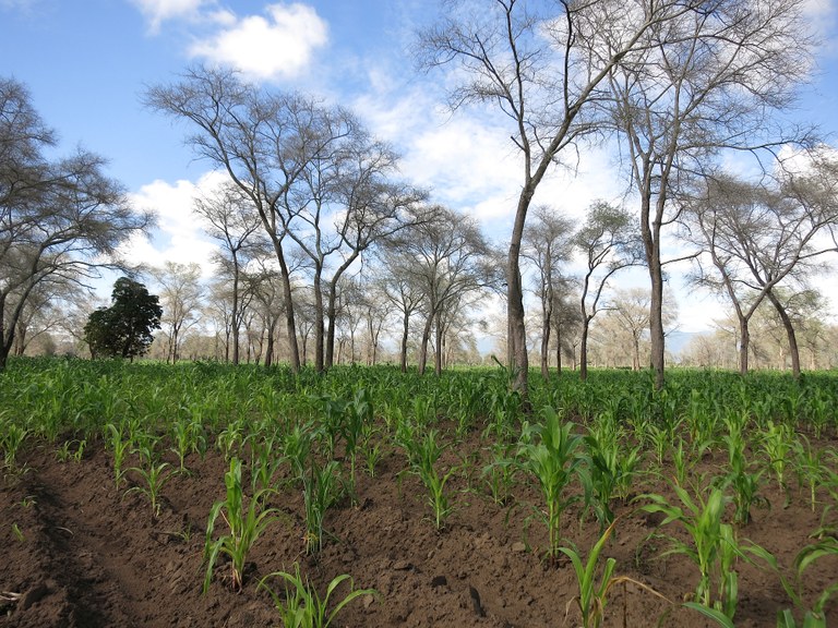 Publications 3 - faidherbia stand w nice maize